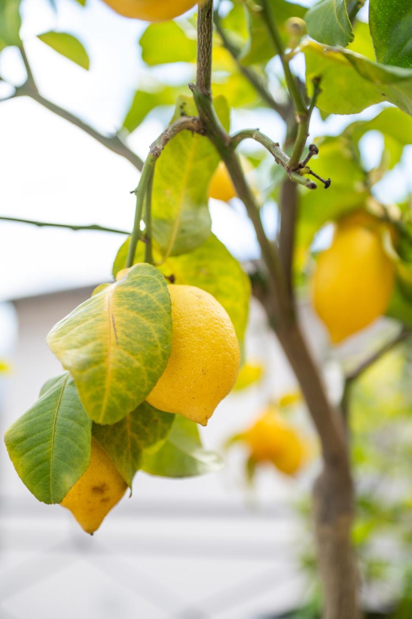 Locanda Poncini ماجيا المظهر الخارجي الصورة